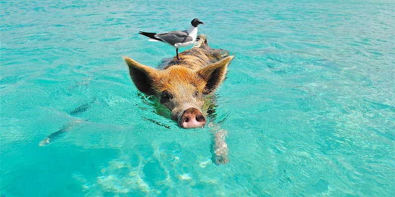 Qual a melhor praia de Ubatuba para se hospedar?