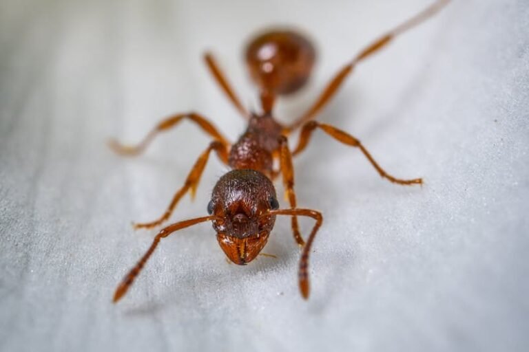 Como funciona a dedetização de formigas: estratégias para eliminar infestações persistentes
