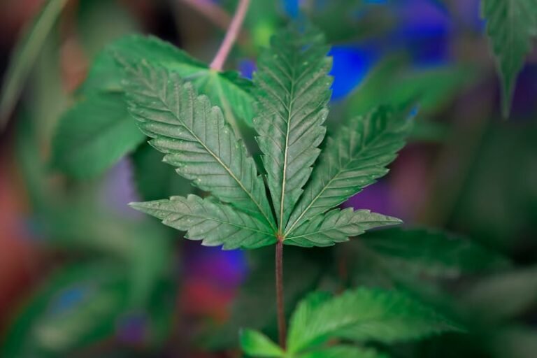 Entre Ciência e Bem-Estar: O Papel do THC no Tratamento de Doenças